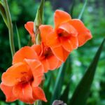 pexels photo 5595722 5595722