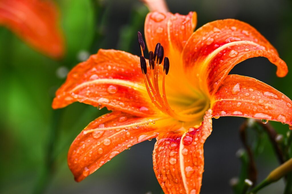 lily, flower background, beautiful flowers, flower, dew, rain, flower wallpaper, summer, nature