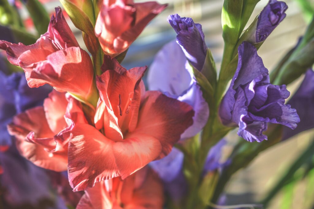 Close-up of vibrant gladiolus flowers in full summer bloom, showcasing vivid colors and delicate petals.